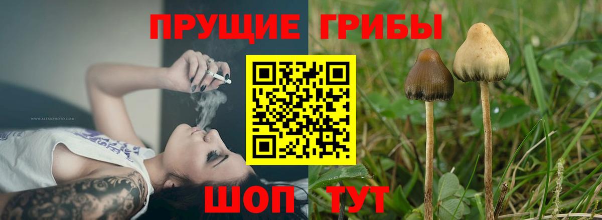 Псилоцибиновые грибы GOLDEN TEACHER  Вход с VPN  Брянск 